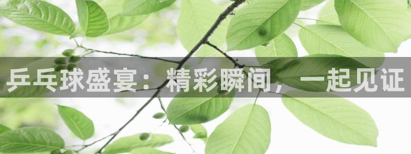 看球吧直播免费观看：乒乓球盛宴：精彩瞬间，一起见证